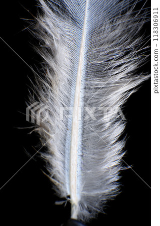 Close-Up of a Single Feather, against a dark black background. 118306911