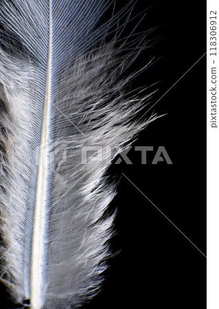 Close-Up of a Single Feather, against a dark black background. 118306912