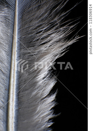 Close-Up of a Single Feather, against a dark black background. 118306914