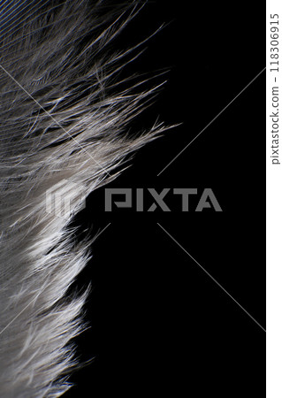 Close-Up of a Single Feather, against a dark black background. 118306915