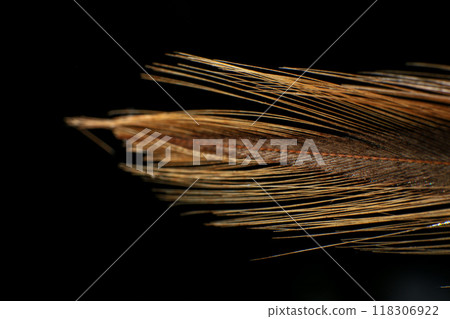 Close-Up of a Single Feather, against a dark black background. Close-Up of a Single Feather, against a dark black background. 118306922