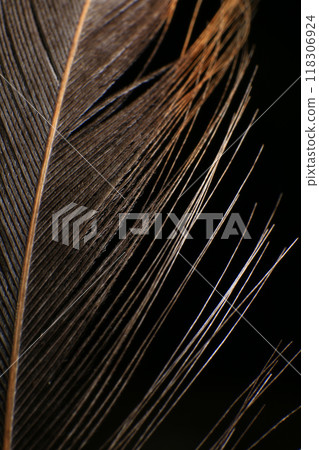 Close-Up of a Single Feather, against a dark black background. 118306924