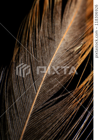 Close-Up of a Single Feather, against a dark black background. Close-Up of a Single Feather, against a dark black background. 118306926