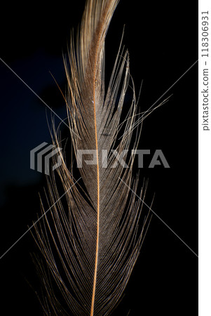 Close-Up of a Single Feather, against a dark black background. 118306931