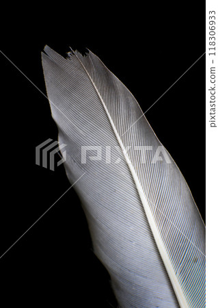 Close-Up of a Single Feather, against a dark black background. 118306933