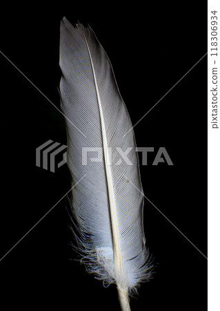 Close-Up of a Single Feather, against a dark black background. Close-Up of a Single Feather, against a dark black background. 118306934