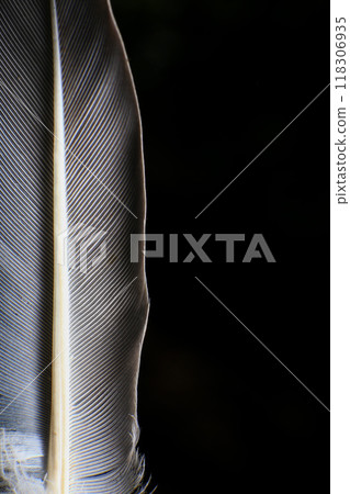 Close-Up of a Single Feather, against a dark black background. 118306935
