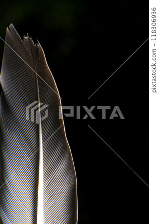 Close-Up of a Single Feather, against a dark black background. Close-Up of a Single Feather, against a dark black background. 118306936