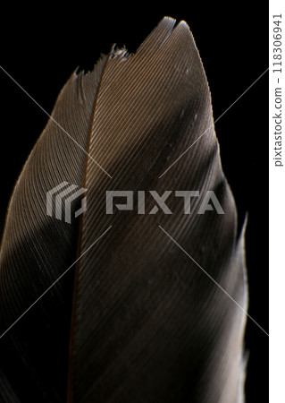Close-Up of a Single Feather, against a dark black background. 118306941