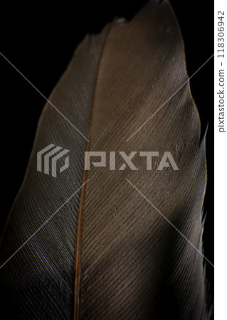Close-Up of a Single Feather, against a dark black background. 118306942