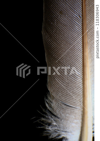 Close-Up of a Single Feather, against a dark black background. Close-Up of a Single Feather, against a dark black background. 118306943