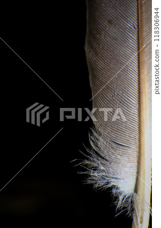 Close-Up of a Single Feather, against a dark black background. 118306944