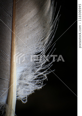 Close-Up of a Single Feather, against a dark black background. Close-Up of a Single Feather, against a dark black background. 118306945