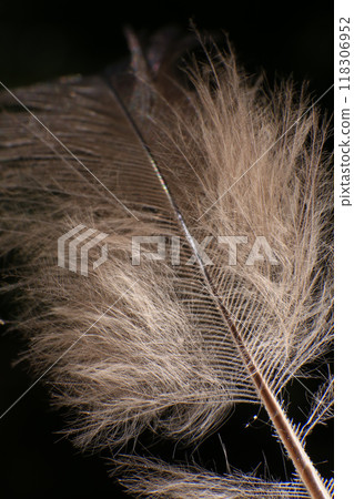 Close-Up of a Single Feather, against a dark black background. Close-Up of a Single Feather, against a dark black background. 118306952