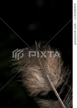 Close-Up of a Single Feather, against a dark black background. 118306954