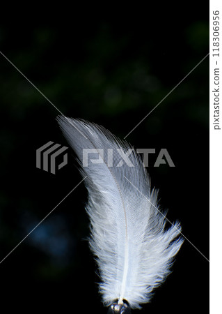 Close-Up of a Single Feather, against a dark black background. 118306956