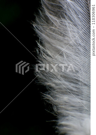 Close-Up of a Single Feather, against a dark black background. 118306961