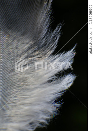 Close-Up of a Single Feather, against a dark black background. 118306962
