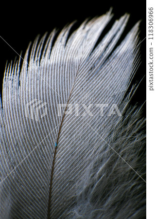 Close-Up of a Single Feather, against a dark black background. 118306966