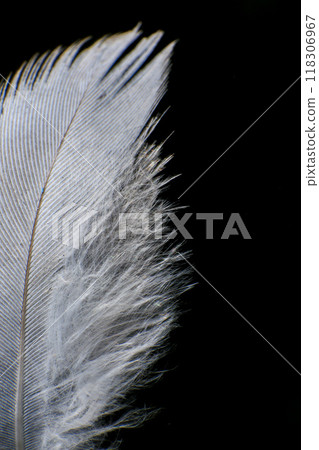 Close-Up of a Single Feather, against a dark black background. 118306967