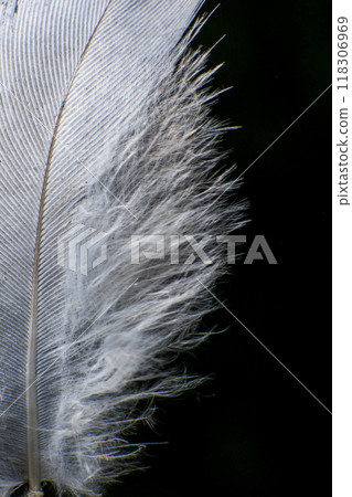 Close-Up of a Single Feather, against a dark black background. 118306969