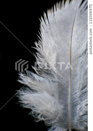 Close-Up of a Single Feather, against a dark black background. Close-Up of a Single Feather, against a dark black background. 118306970
