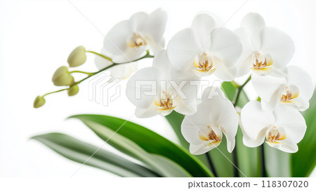 Phalaenopsis orchid  118307020