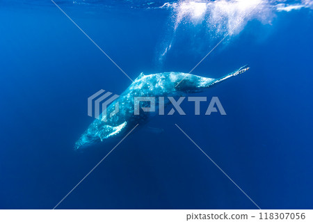 Humpback whales, Hahajima, Ogasawara 118307056