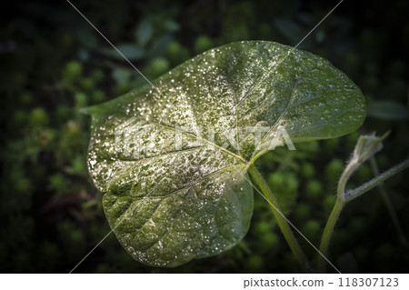 Raindrops on the leaves Raindrops on the leaves 118307123