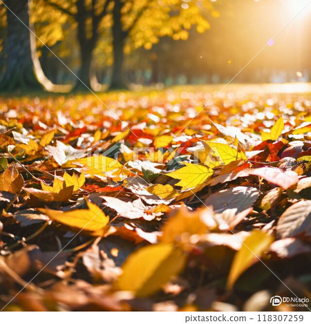 Fallen leaves in the autumn park 118307259