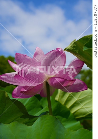 Beautiful lotus flowers in full bloom against the blue sky 118307377