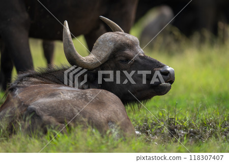 Close-up of Cape buffalo wallowing in mud 118307407