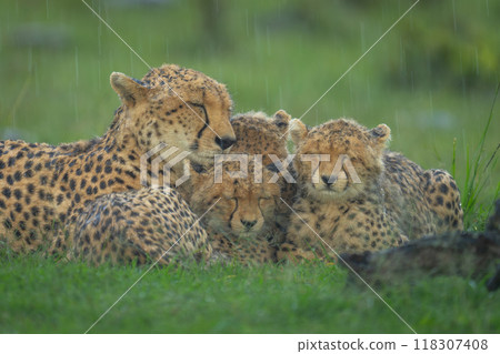 Close-up of cheetah and cubs in rain Close-up of cheetah and cubs in rain 118307408
