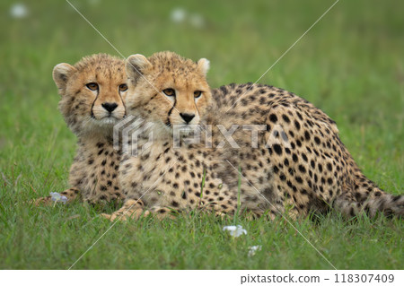 Close-up of cheetah cub lying behind another 118307409