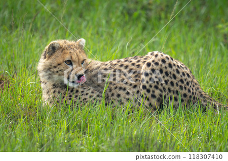 Close-up of cheetah cub lying licking lips Close-up of cheetah cub lying licking lips 118307410