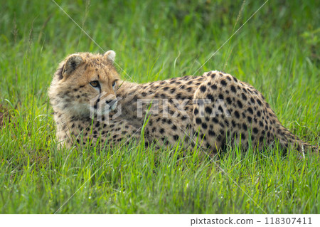 Close-up of cheetah cub prone in grass Close-up of cheetah cub prone in grass 118307411