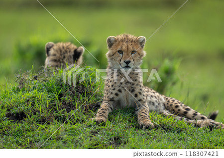Close-up of cheetah cubs lying on mound Close-up of cheetah cubs lying on mound 118307421