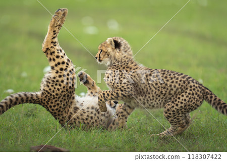 Close-up of cheetah cubs playing in grass Close-up of cheetah cubs playing in grass 118307422