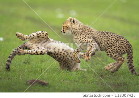 Close-up of cheetah cubs playing on grassland Close-up of cheetah cubs playing on grassland 118307423