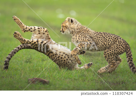 Close-up of cheetah cubs playing on savannah 118307424