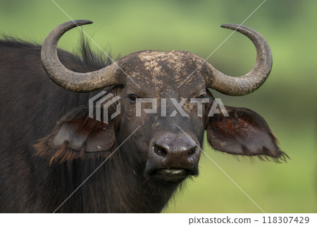 Close-up of female Cape buffalo eyeing camera 118307429
