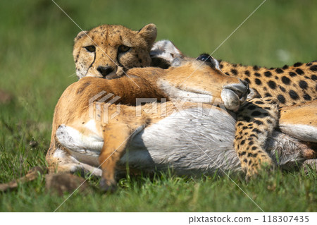 Close-up of female cheetah lying gripping impala Close-up of female cheetah lying gripping impala 118307435