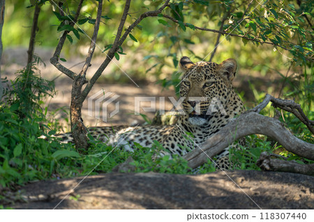 Close-up of female leopard lying beside log 118307440