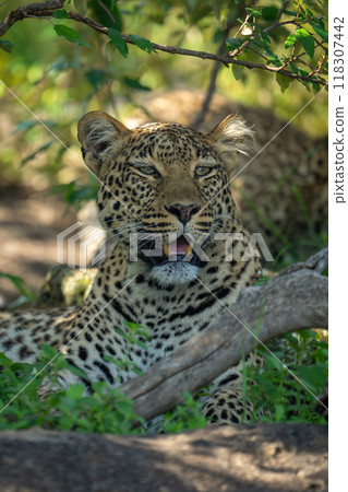 Close-up of female leopard lying in bushes Close-up of female leopard lying in bushes 118307442