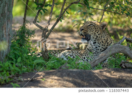 Close-up of female leopard lying looking up Close-up of female leopard lying looking up 118307443