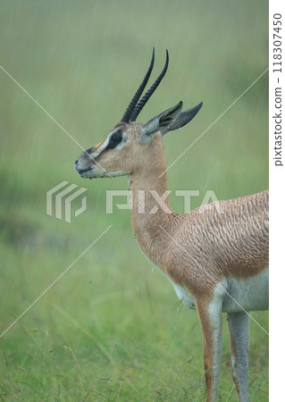 Close-up of Grant gazelle stood in rain 118307450