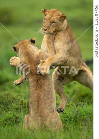 Close-up of lioness play fighting with another Close-up of lioness play fighting with another 118307456