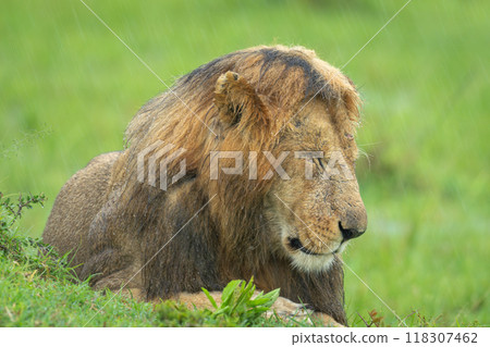 Close-up of male lion lying closing eyes 118307462