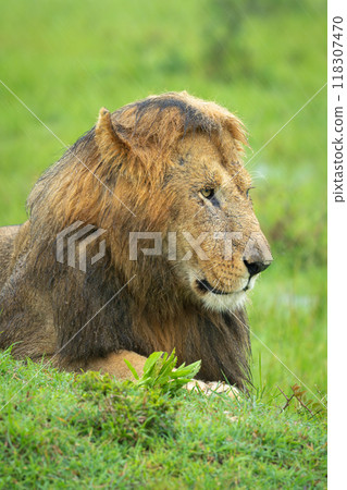 Close-up of male lion prone in grass Close-up of male lion prone in grass 118307470