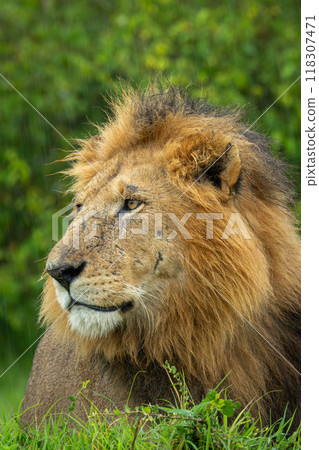Close-up of male lion prone near bushes Close-up of male lion prone near bushes 118307471